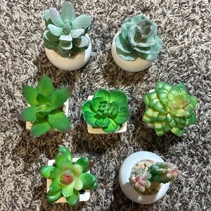Green Succulent Set in White Pots